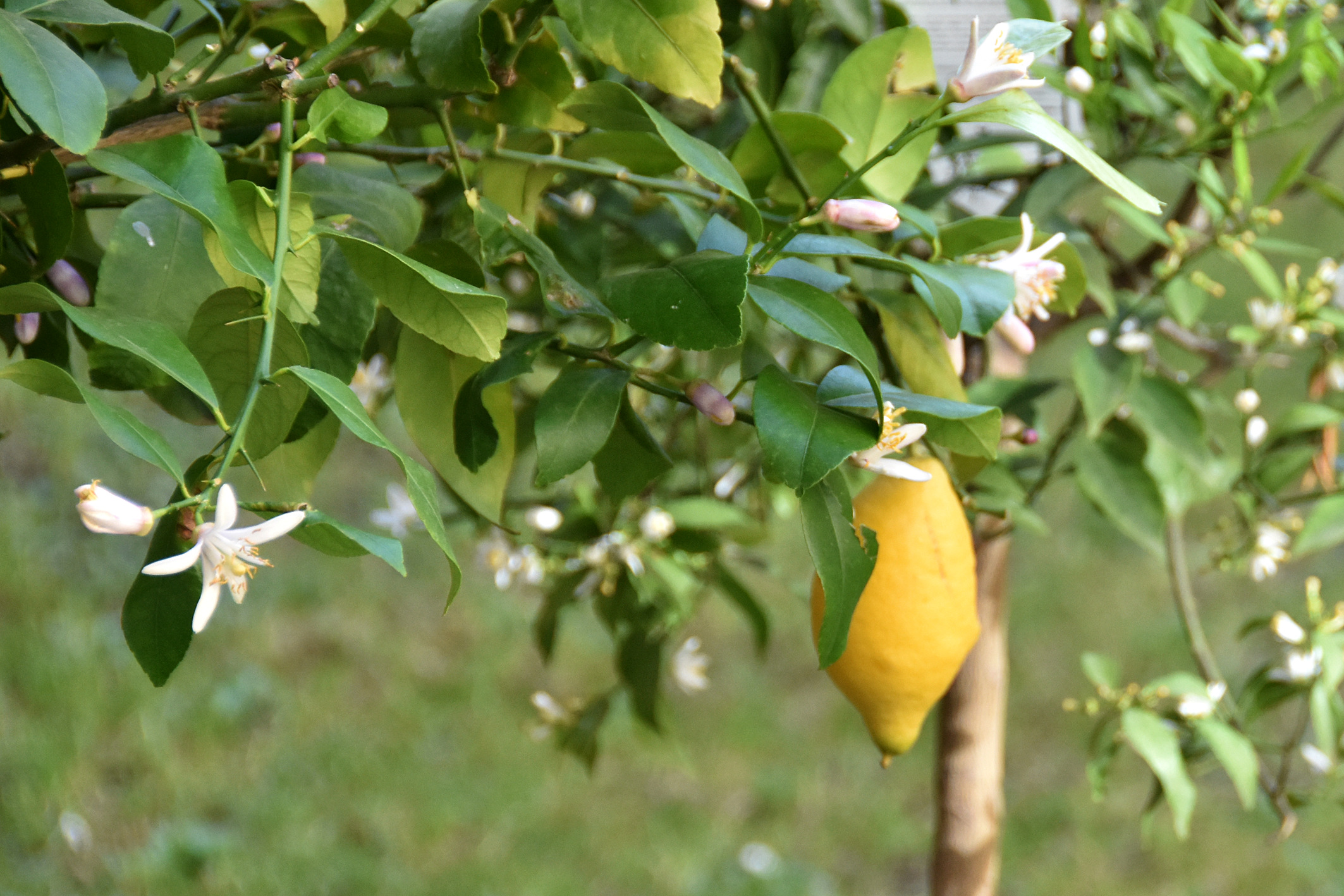 Varata l'adesione al "Distretto rurale e del cibo della Versilia"